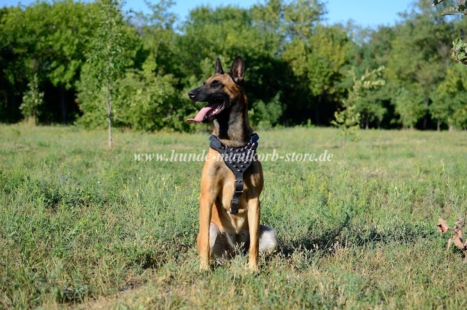 Malinois Dog Harness Leather with Silver-Colored Spikes