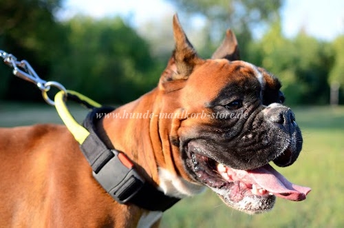 Boxer dog collar of nylon with handle