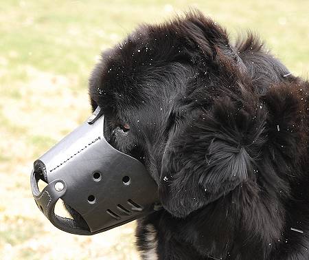 Ledergepolsterter Alltags-Hundemaulkorb, Neufundland - zum Schließen ins Bild klicken