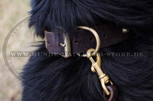Newfoundland Studded Dog Collar for Walks C74