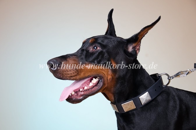 Nieten Halsband mit Platten | Dobermann Hunde Halsband Leder