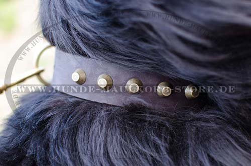 Newfoundland leather Dog Collar for Walks C74