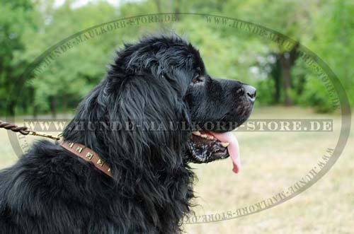 nieten hundehalsband leder Neufundland C25