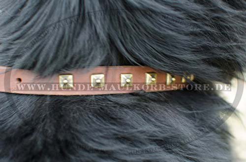 hundehalsband leder mit nieten Neufundland C25