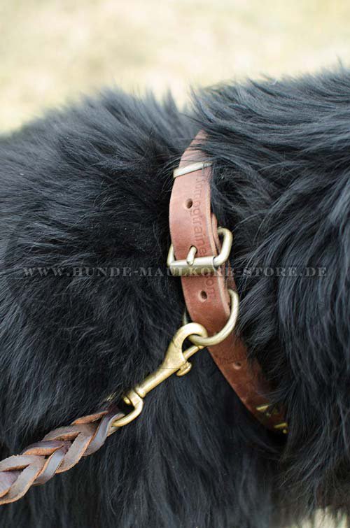 dog collar from leather with studs Newfoundland C25