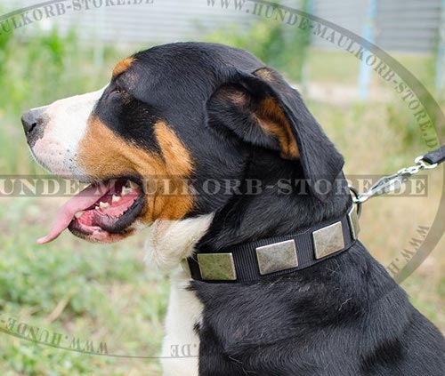 Nylonhalsband K9 für Schweizen Sennenhund mit Platten