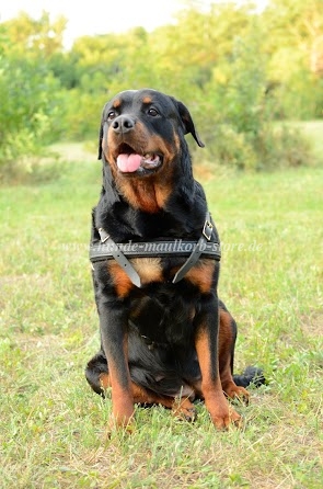 Rottweiler Geschirr für Zugarbeit | Suchgeschirr Superqualität