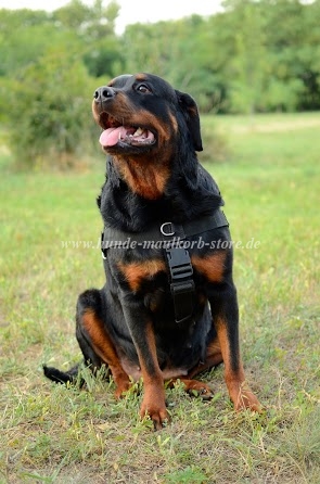 Nylon Suchgeschirr für Rottweiler Super Kontrolle - zum Schließen ins Bild klicken