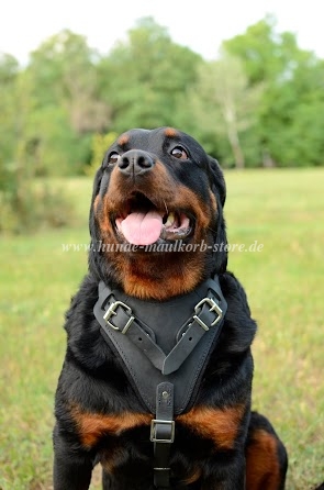 Rottweiler Geschirr mit Lederpolster | Hetzgeschirr Erstklassig! - zum Schließen ins Bild klicken