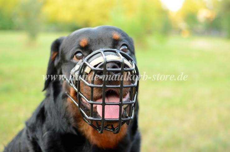 Wire Basket Muzzle for Rottweiler, Cage Muzzle Winter 2012-2013!