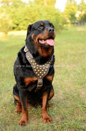 Rottweiler Geschirr mit Messingnieten Superschönheit