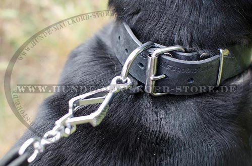 Hundehalsband Leder für Sennenhund mit Nieten