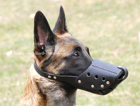Leder Maulkorb Malinois für Spaziergänge