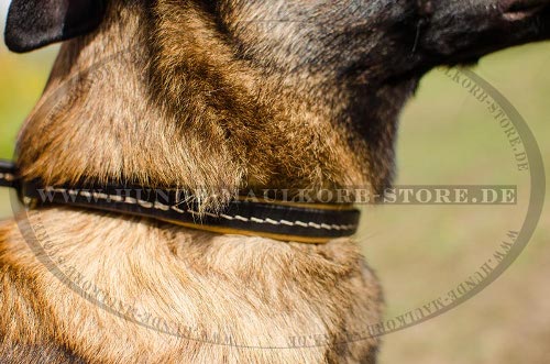 Zughalsband Leder gepolstert für Schäferhundebeibringung