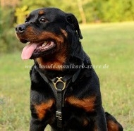 Laufgeschirr für Rottweiler | Suchgeschirr aus Leder ❤