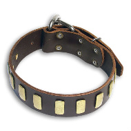 Gorgeous Wide dog Collar With Brass Plates