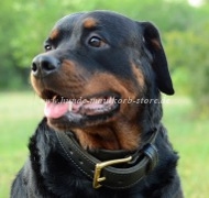 Rottweiler Lederhalsband im Klassischen Stil Ⓡ - zum Schließen ins Bild klicken