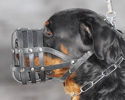 Rottweiler Maulkorb