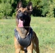 Dog Sport Leather Harness for Belgian Malinois