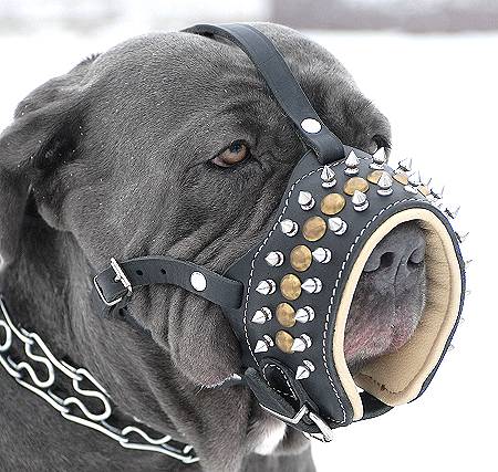 Mastino Neapolitano Muzzle