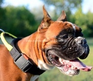 Boxer dog collar of nylon with handle