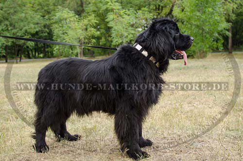 Designer Dog Collar for Newfie C274