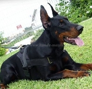 Dobermann Geschirr aus Nylon für Pulling TOP-Qualität