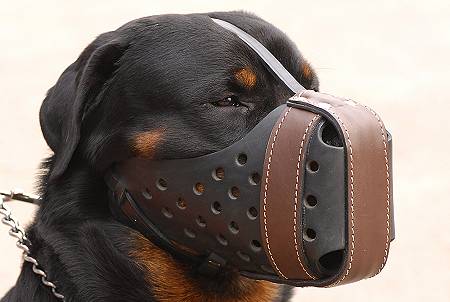 Rottweiler in Leather Working Muzzle M55