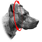 prong dog collar extra link