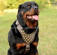 Rottweiler harness with brass rivets Super Beauty