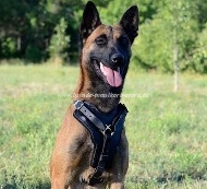 Belgischer Schäferhund Hundegeschirr aus Kuhleder Ⓛ