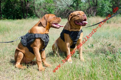 spazieren mit mehreren Hunden, Bordeauxdoggen