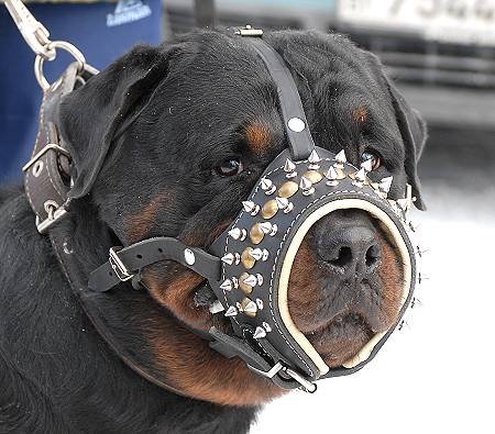 Rottweiler Maulkorb